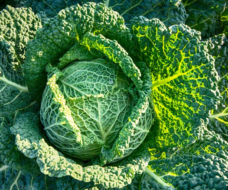 Cabbage