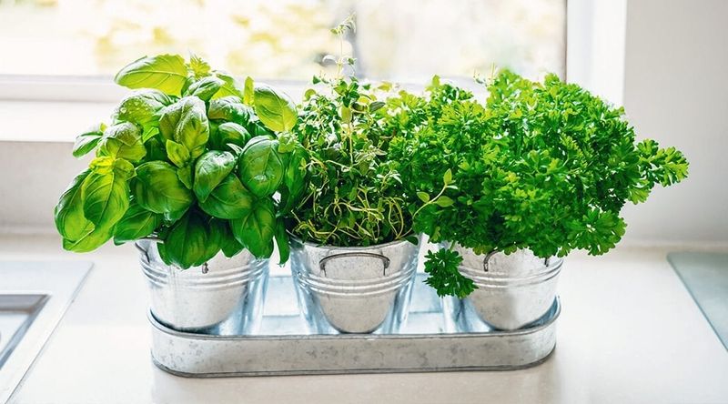 Herbs (Basil, Parsley, Mint)