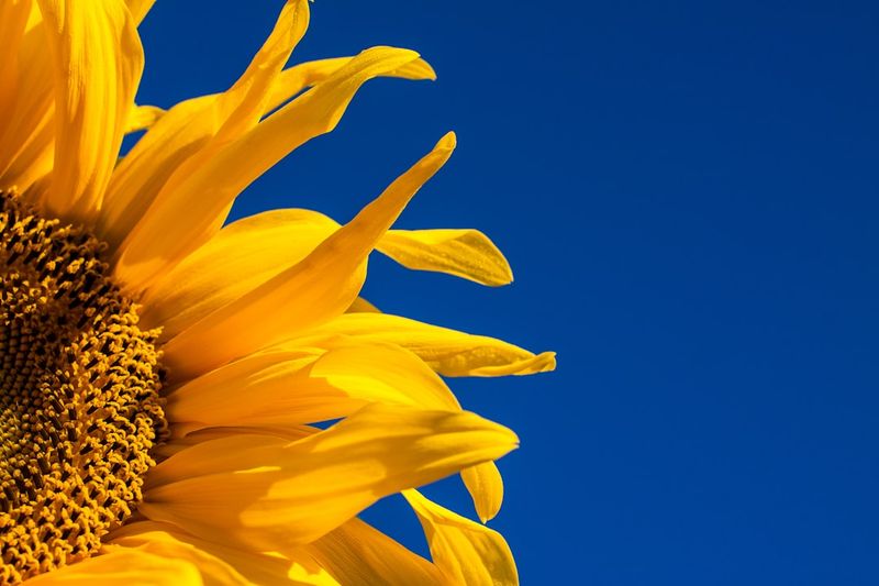 Provides A Natural Source Of Vitamin E