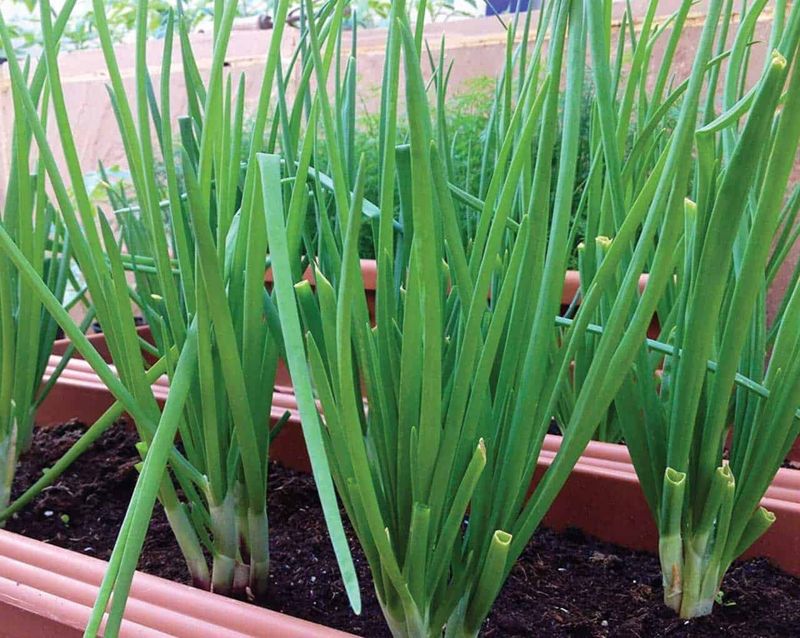 Spring Onions