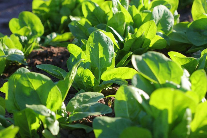 Spinach