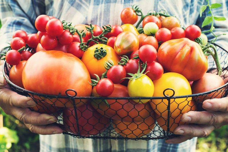 Tomatoes