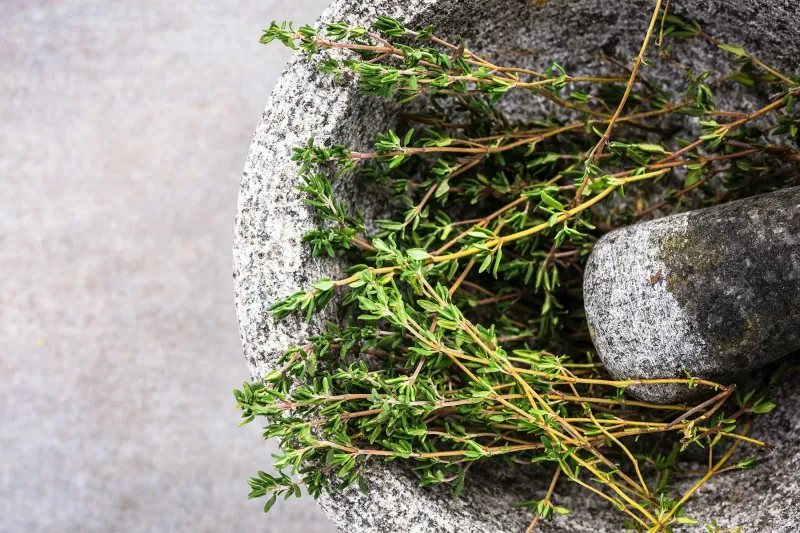 Thyme