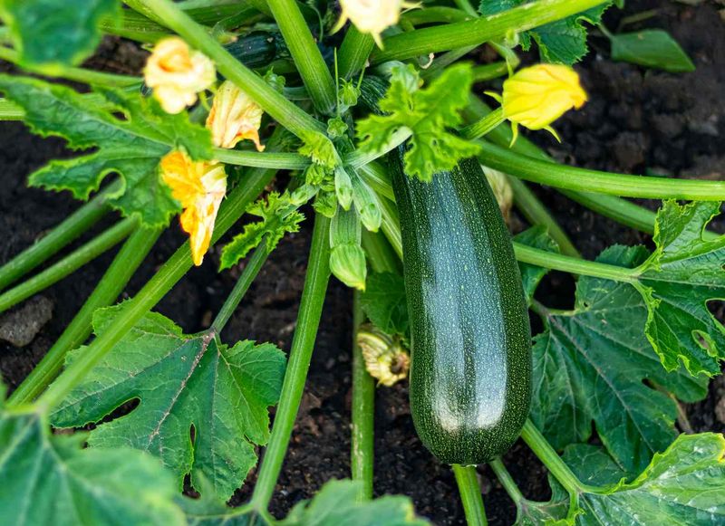 Courgettes (Compact Varieties)