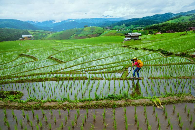 Rice