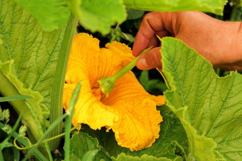 Pollination Tips To Boost Flower And Fruit Production