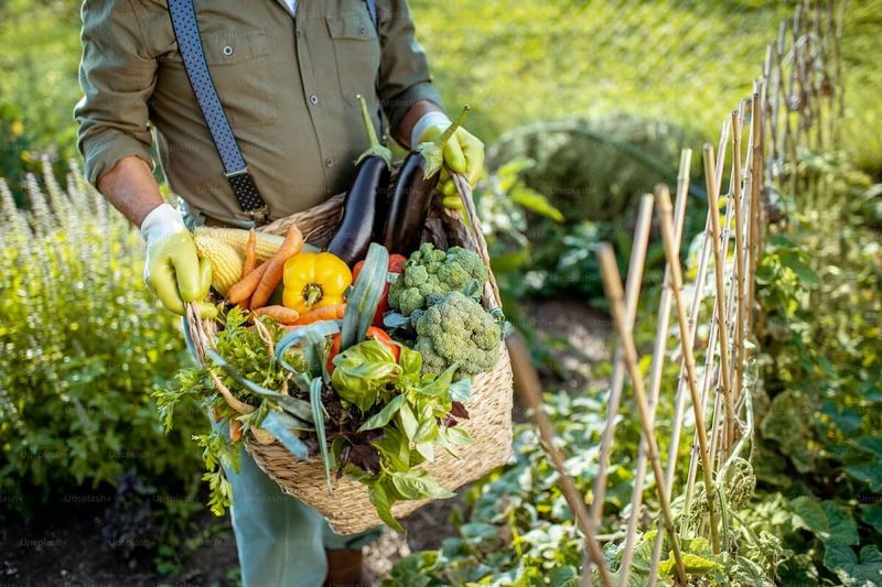 Organic Vegetables And Seasonal Produce