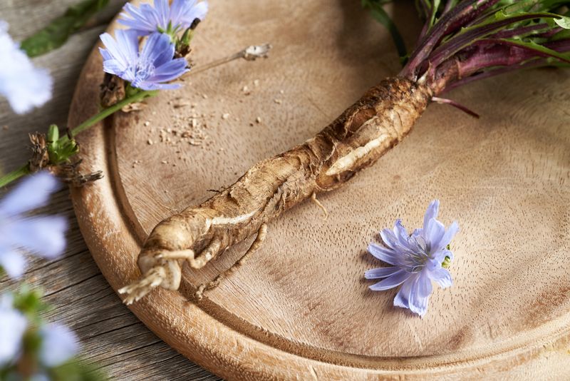 Chicory Root