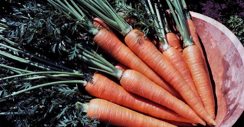 Carrots