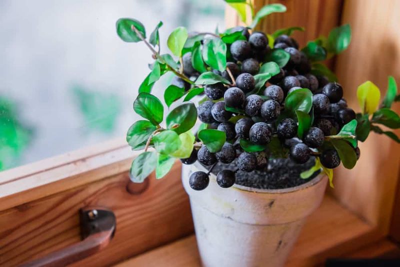Dwarf Blueberries