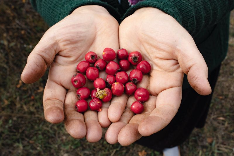 Rich In Antioxidants