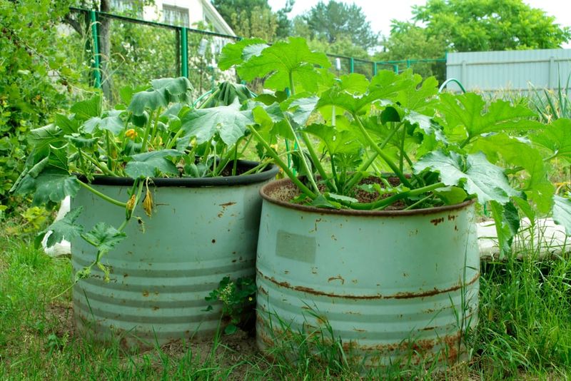 Choosing The Right Pot Size For Strong Courgette Roots