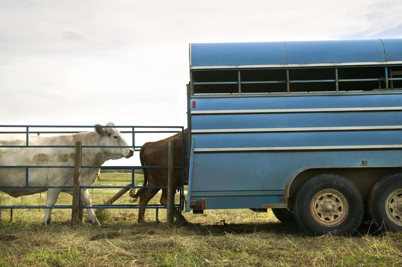 How Long Was The Meat Transported Before Processing?