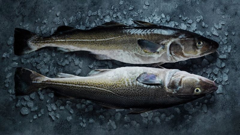 Improved Iodine Intake (From Sea Fish)