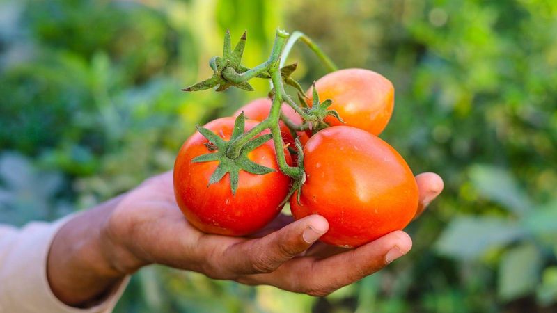 Tomatoes