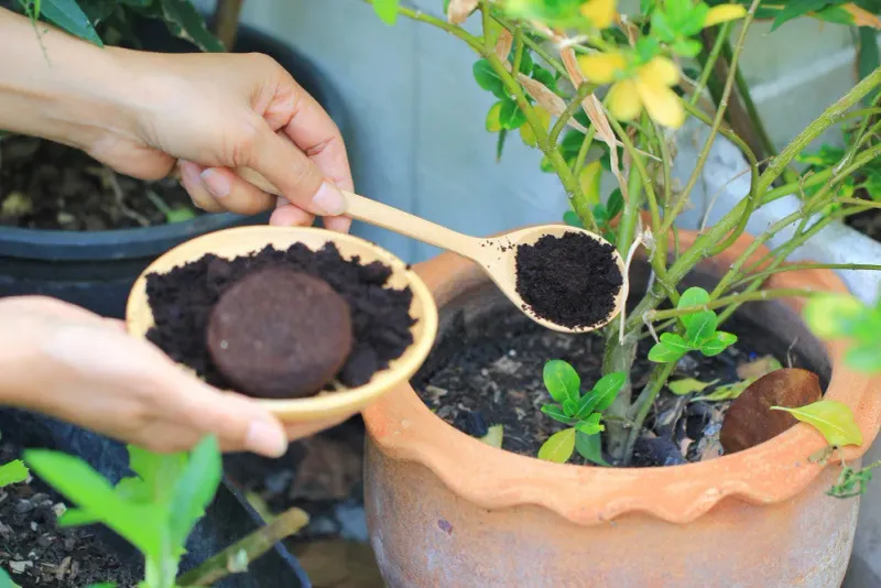 Coffee Grounds – Odour Absorber And Plant Compost Booster
