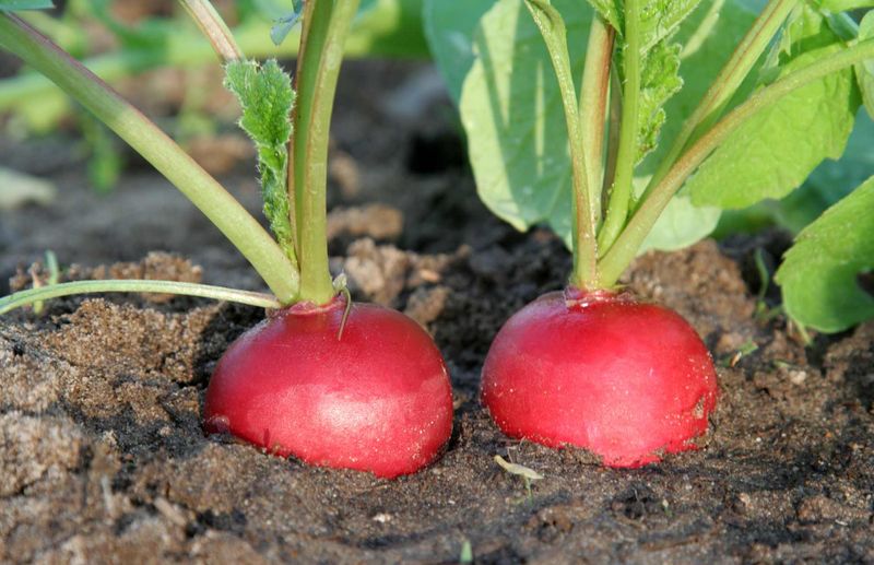 Radishes