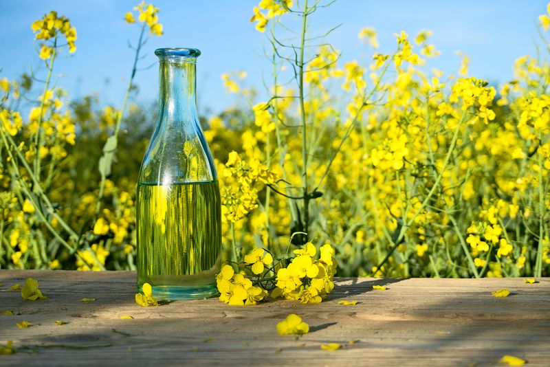 Use Of Rapeseed Oil Instead Of Butter