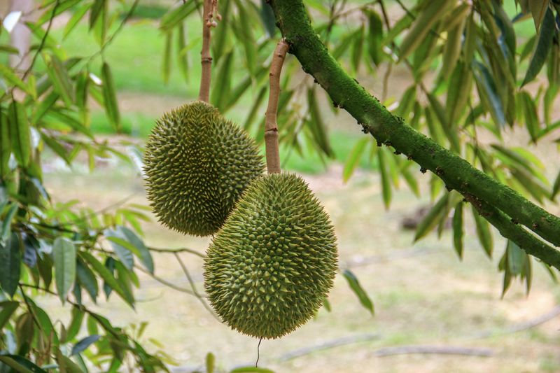 Provides Antioxidant Compounds