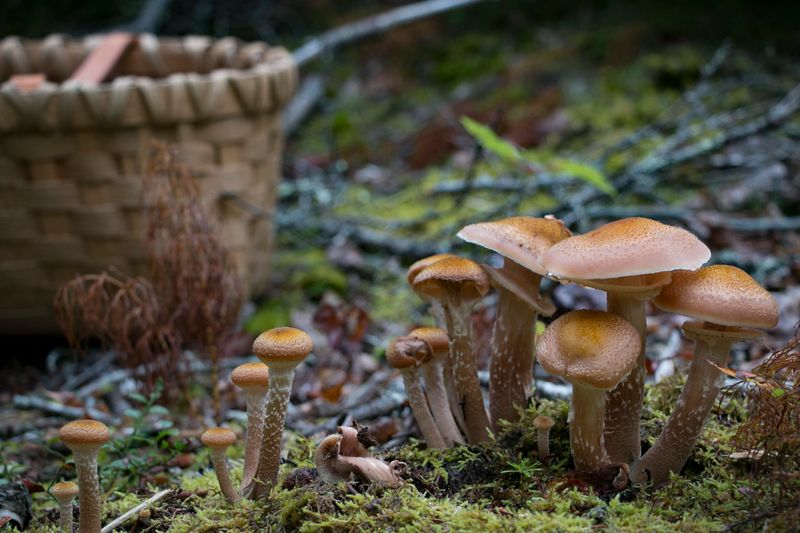 Foraged Or Organic Mushrooms
