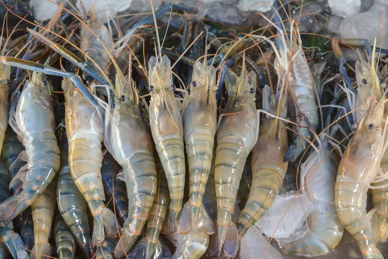 Farmed Prawns