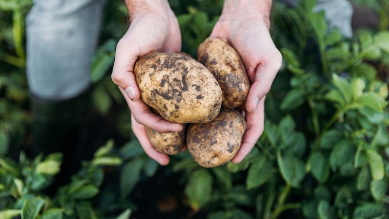 Potato