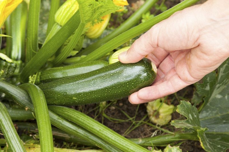 When And How To Harvest Courgettes For Best Flavour