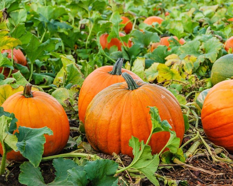 Pumpkin