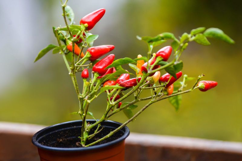 Chillies