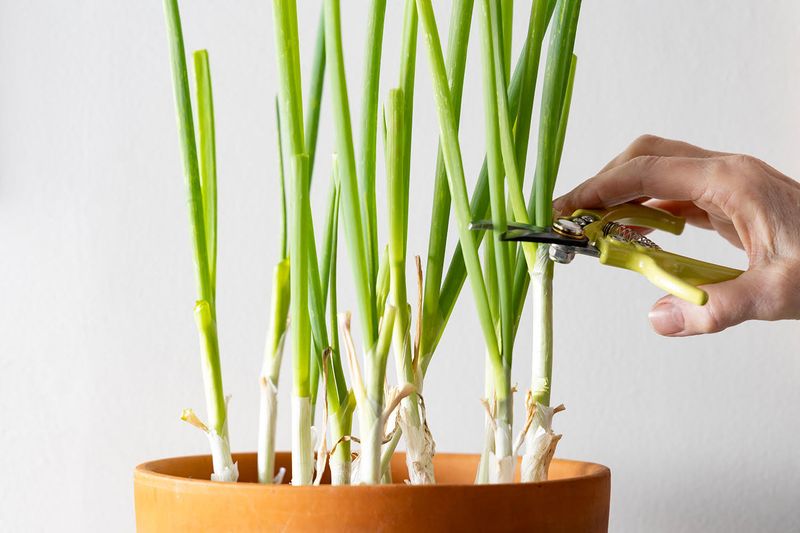 Spring Onions