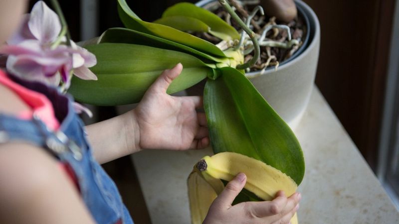 Banana Peel – Leaf Shine And Silver Polish