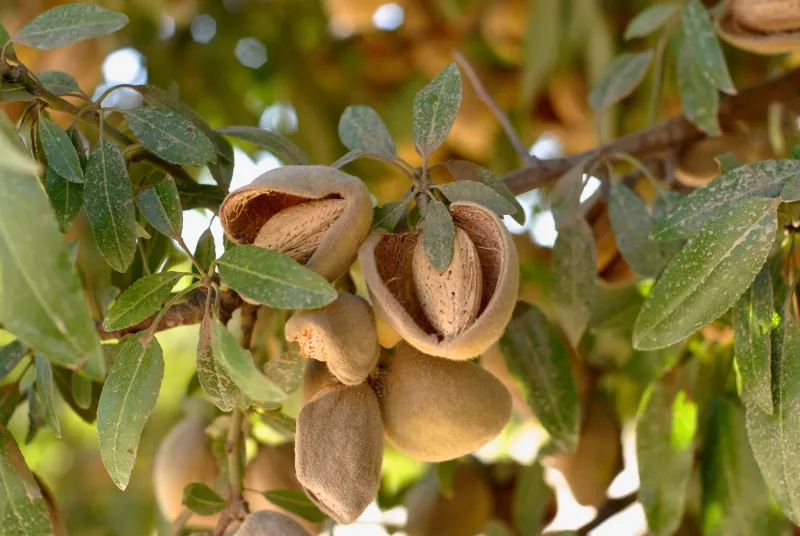 Almonds
