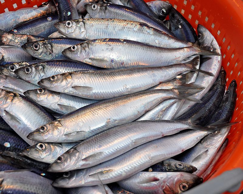 Herring