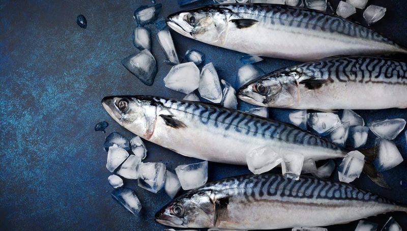 Mackerel