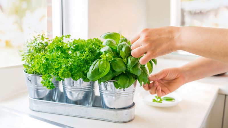 Growing Herbs And Vegetables At Home