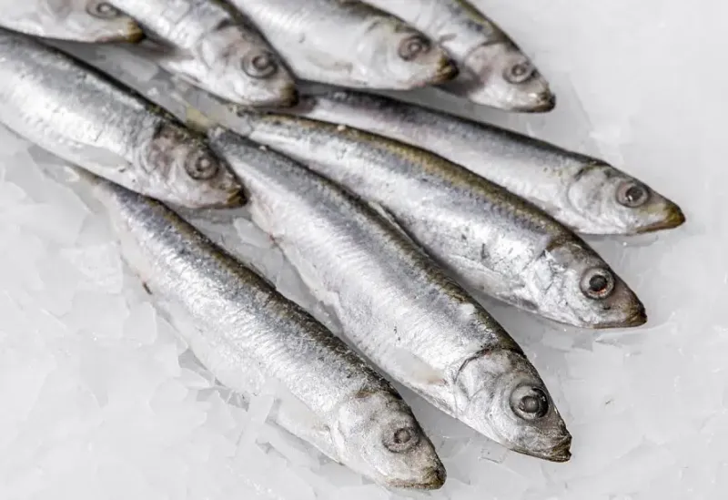 Sardines
