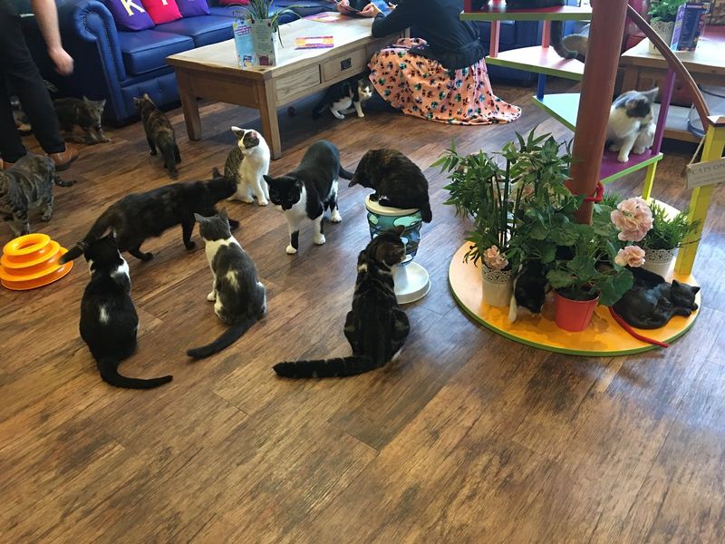 Kitty Café (Nottingham)