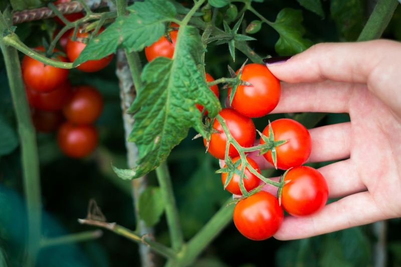 Tomatoes