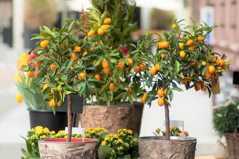 Dwarf Citrus Trees