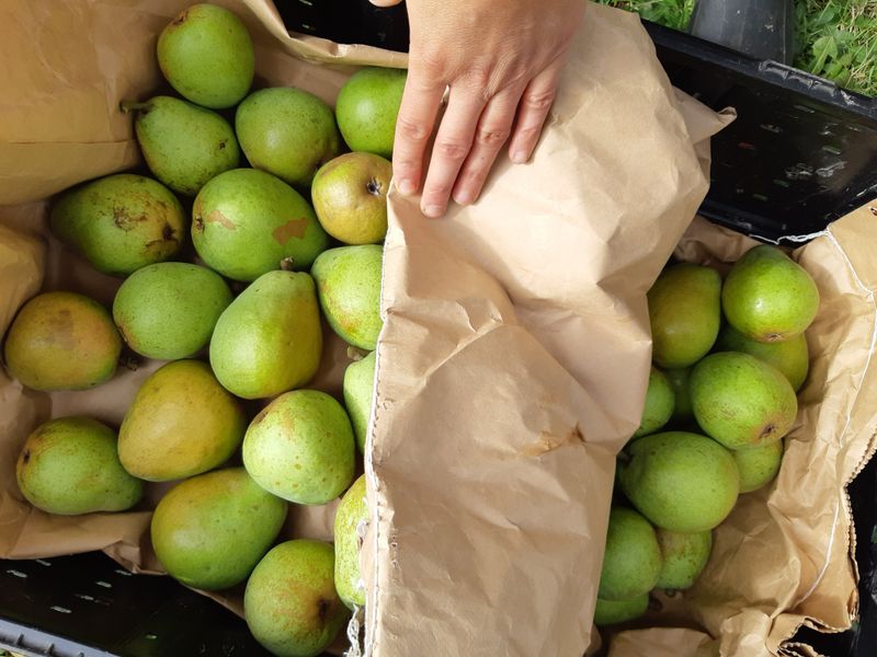Stored Pears
