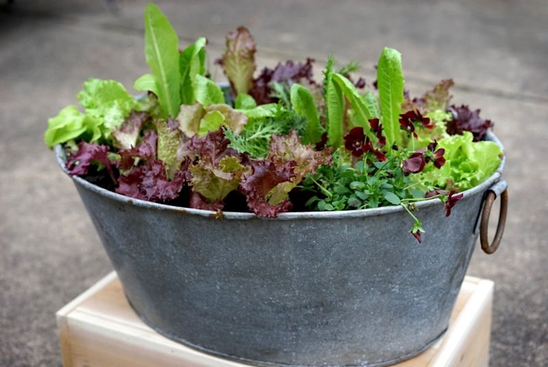 Lettuce