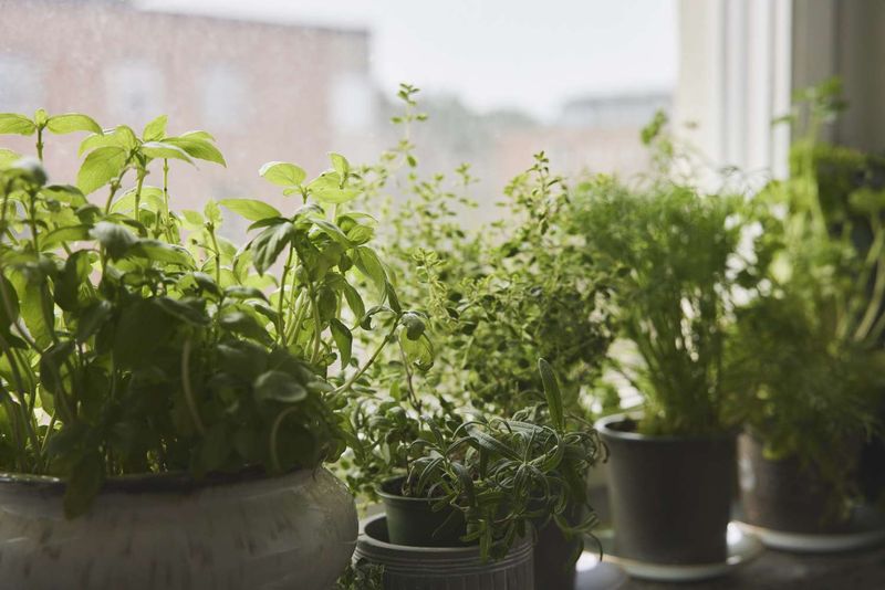 Herbs