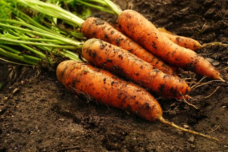 Carrots