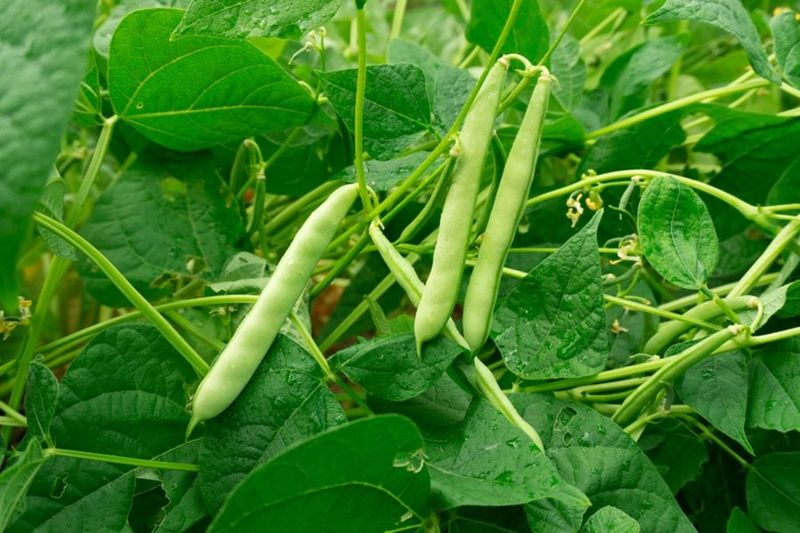Runner Beans