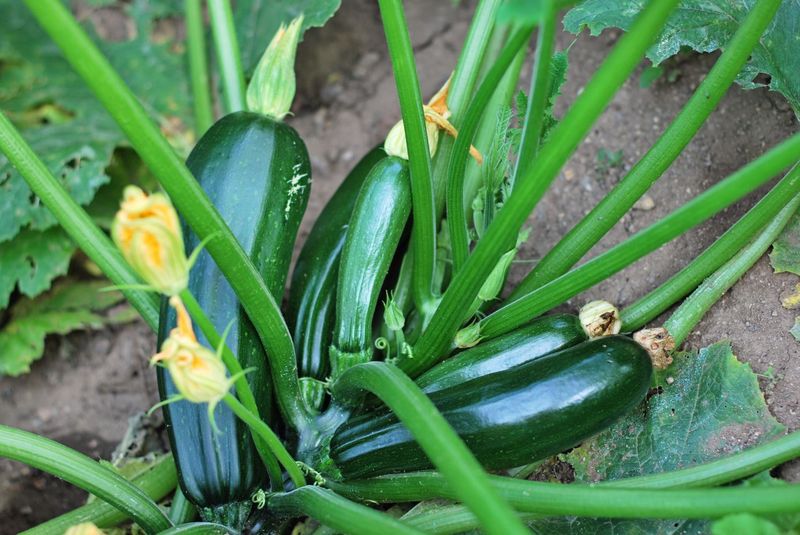 Courgettes