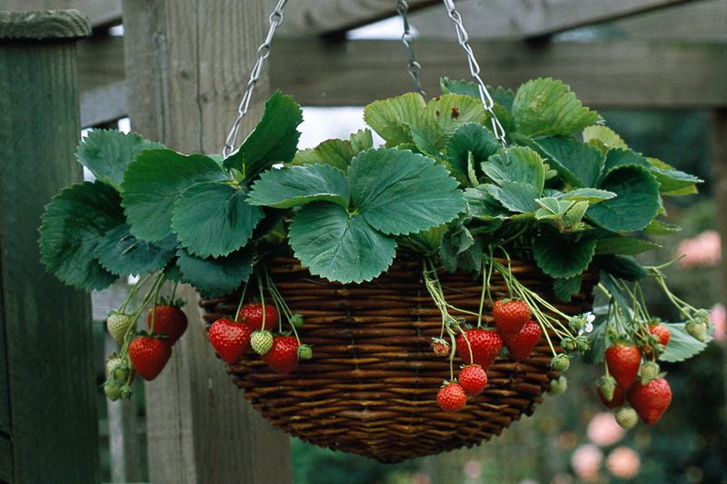Strawberries