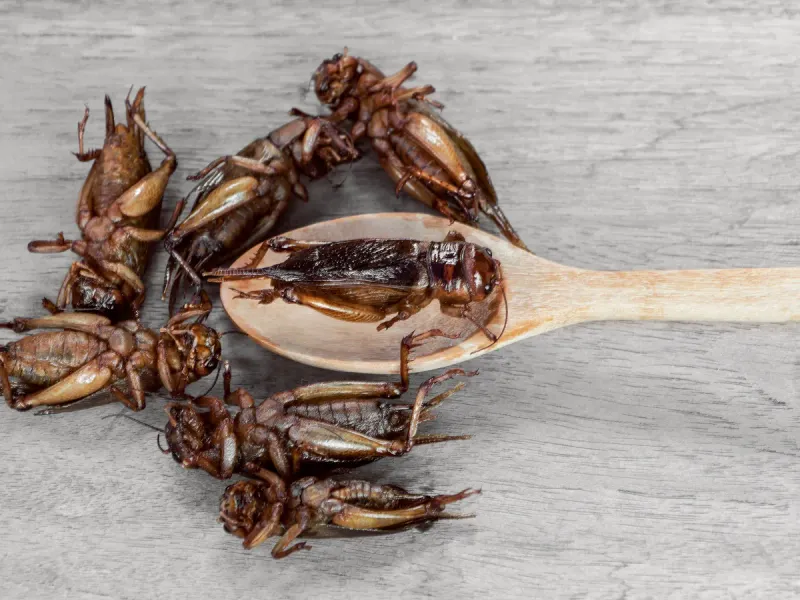 Alternative Protein From Insects