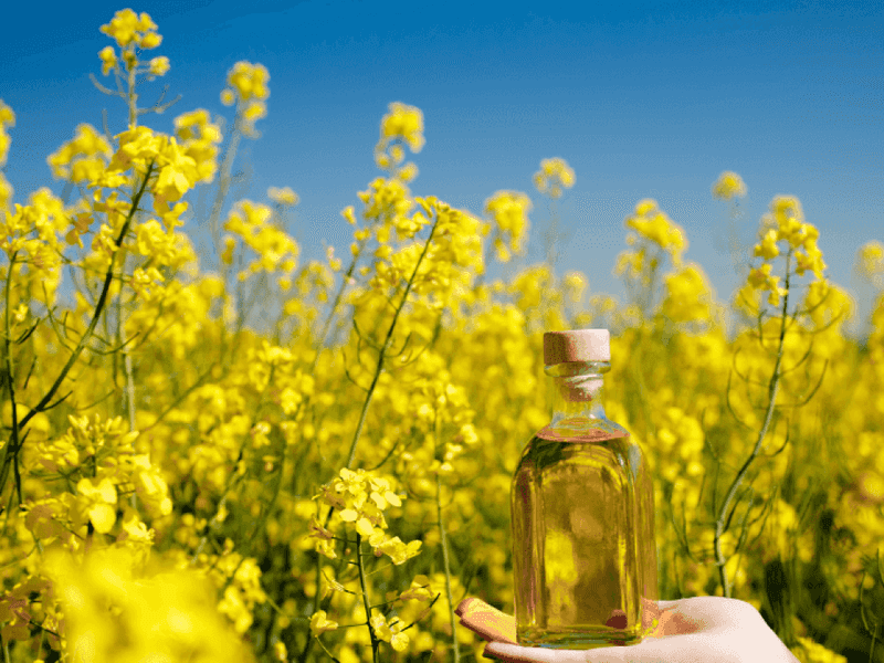 Rapeseed Oil