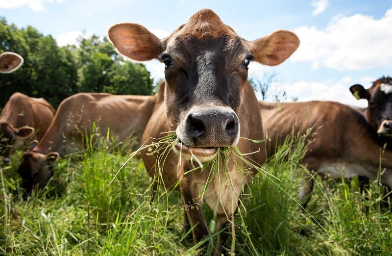 How Was The Animal Fed?