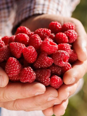 What Happens To Your Body When You Eat Raspberries Regularly
